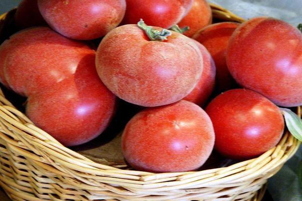 Tomaten Aprikose