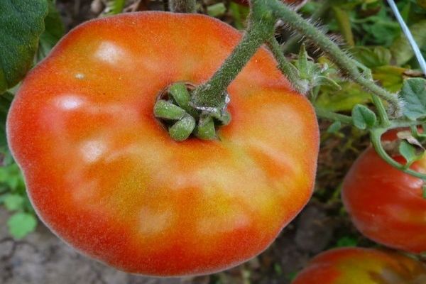 Tomatensämlinge