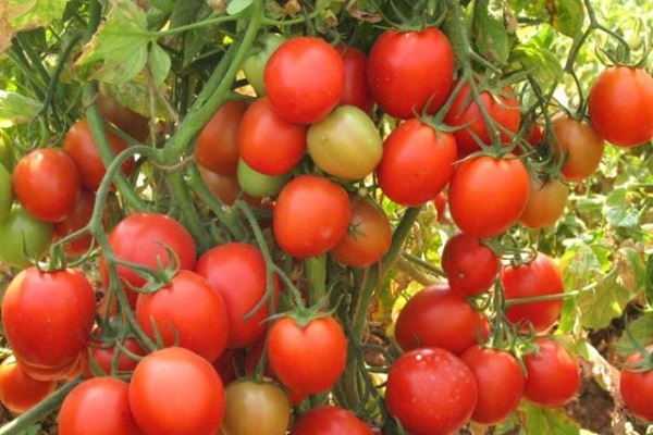 نظام الجذر