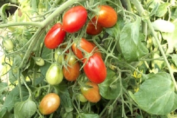 وأشار عيوب