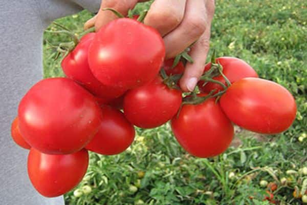برميل متنوعة من الطماطم