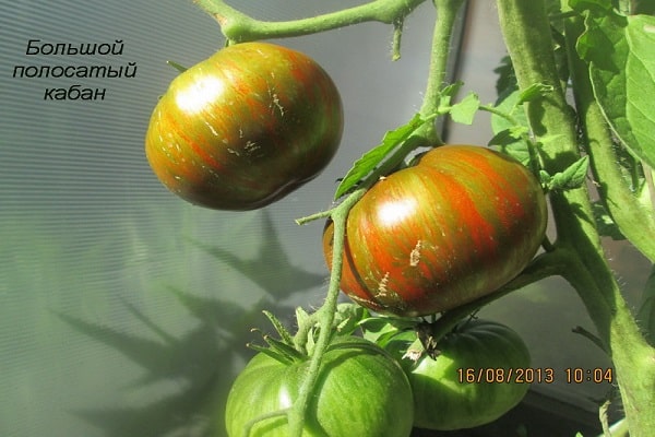 עור רך