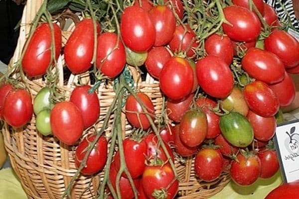 tomatbuske