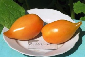 Descrição da variedade de tomate Buratino, suas características e produtividade