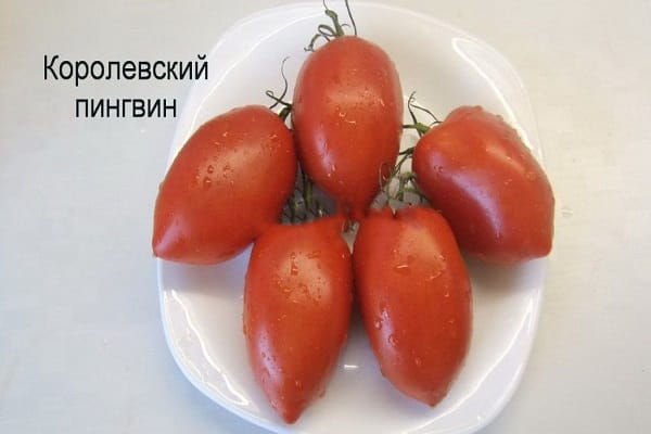 крал пингвин