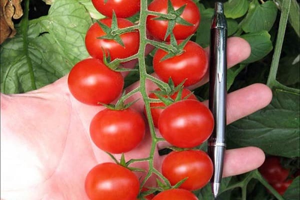 Kirschrot