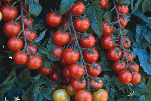 Anbau von Tomaten