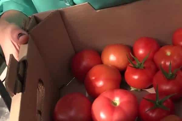 ripening tomatoes
