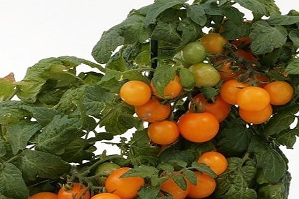 orange Kappe