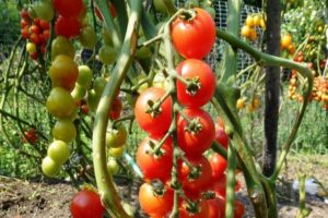 Описание на сорта домат Pomisolka, неговите характеристики и добив