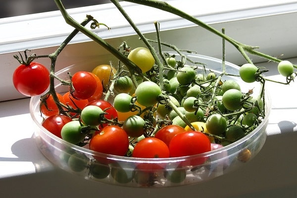 Tomaten