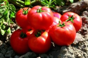 Beschreibung der Tomatensorte Sadik f1, Anbau- und Ertragsmerkmale