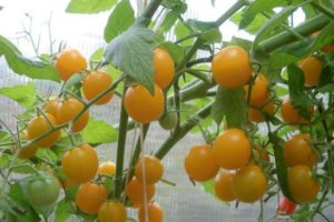 Описание на сорта домат Summer Sun, неговите характеристики и добив