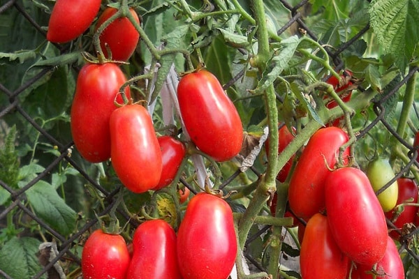 Σιβηρική έκπληξη