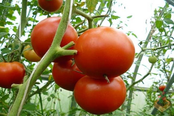 زراعة ونمو
