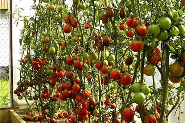 بعد الزرع