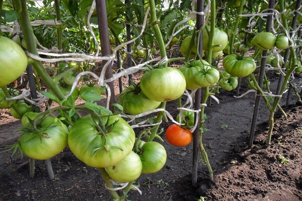 Tomaten pflanzen
