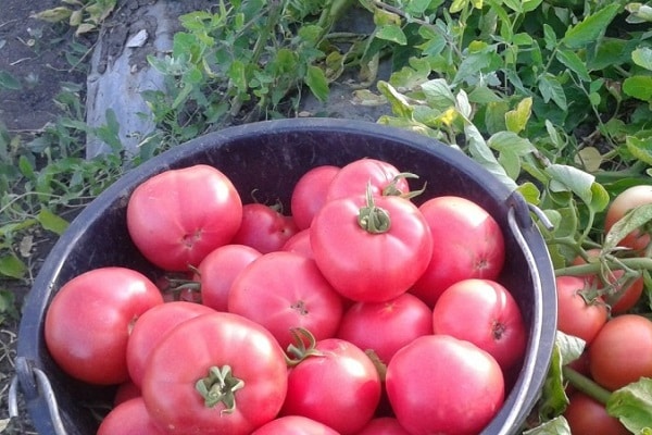 bermellón de tomate