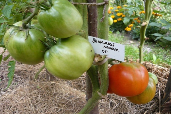 vegetačné obdobie