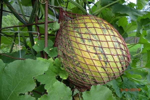 lượng chất chống oxy hóa