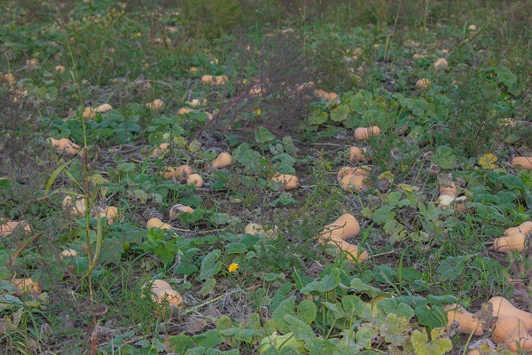 pumpkin seedlings
