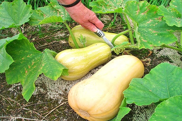 productive hybrid