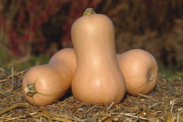 prepare seeds