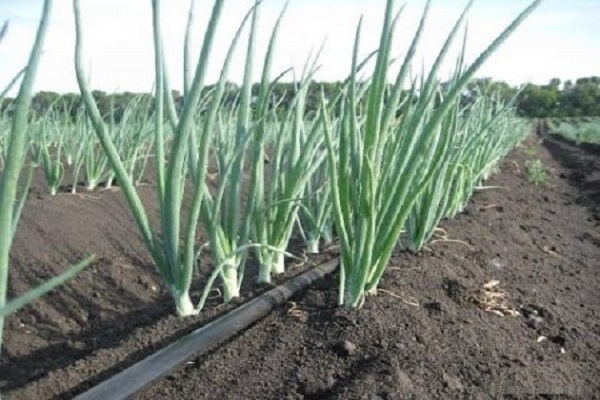 Zwiebeln aus dem Garten