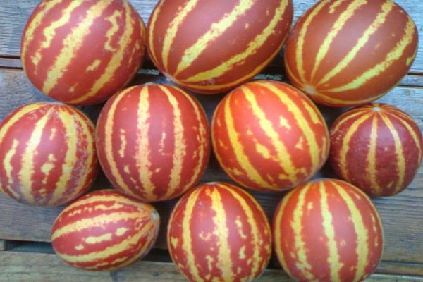 vietnamese melon