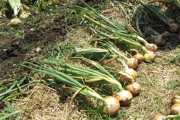 laikas