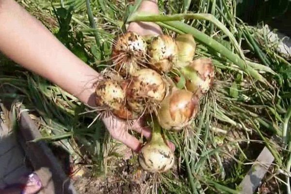 храњење луком