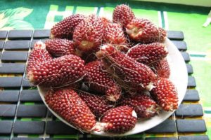 Descrição da variedade de milho ornamental morango, seu plantio, cultivo e cuidados