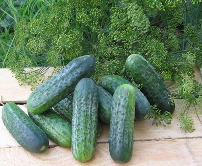 Gurken Aussehen Gurke Atlantis f1