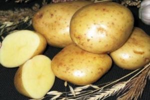 Опис сорте кромпира Гулливер, карактеристике гајења и приноса