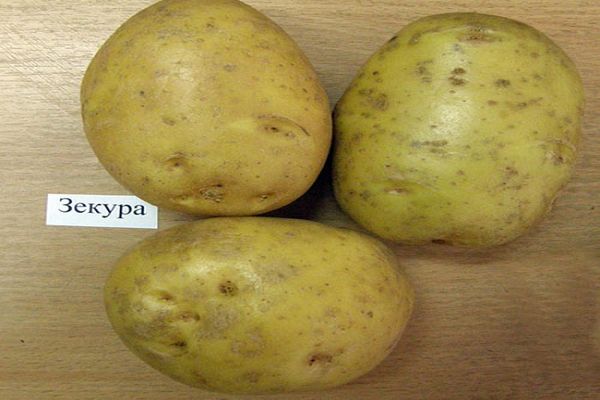зекура кромпир