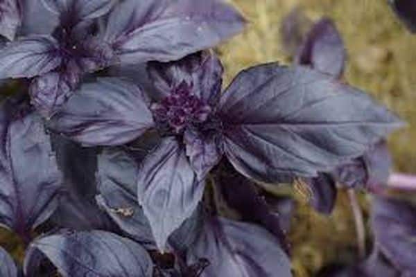 basil properties