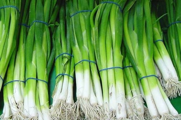 Saatgutsorten