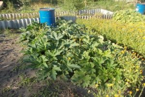 How to feed and fertilize zucchini during flowering and fruiting to accelerate ripening