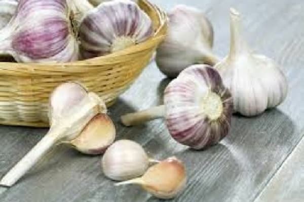 attraper la péronosporose
