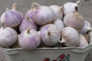 Description of the winter garlic variety Skif, features of cultivation and yield