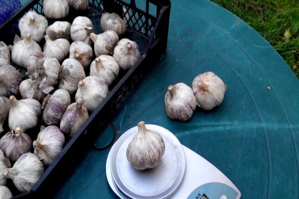 Knoblauch azurblau