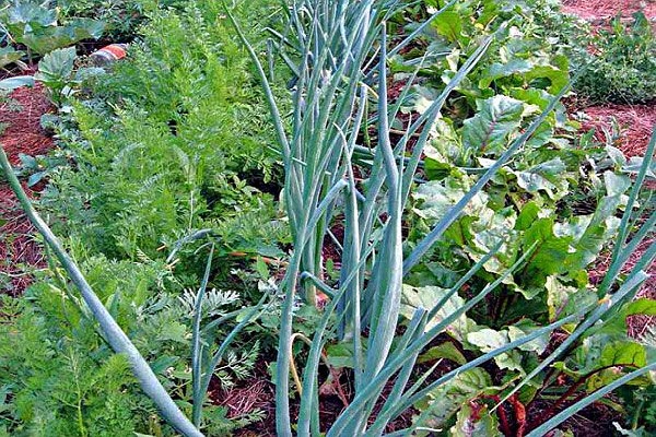 spicy herb