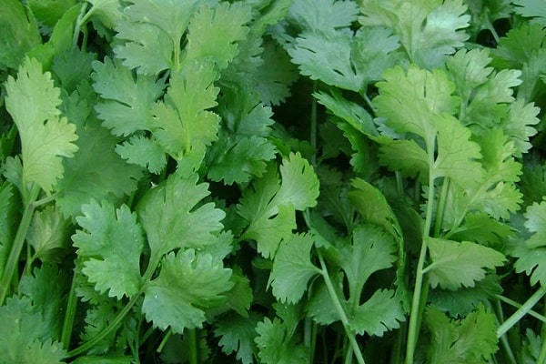 fennel and parsnip
