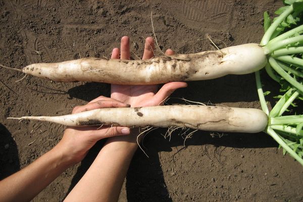daikon radish