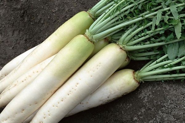 radish on the table