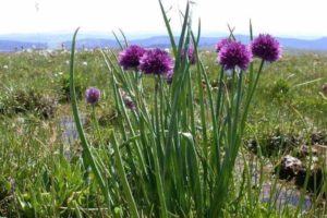 Beschreibung der besten Sorten wilder (aromatischer) Zwiebeln, deren Anbau und Pflege