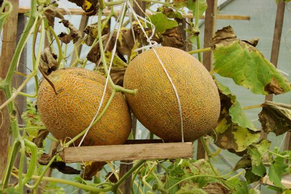 melon på en sving