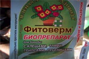 Инструкции за употреба Fitoverma от колорадския бръмбар от Колорадо, как да разреждате продукта