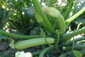 Beskrivelse af de mest produktive sorter af courgette til åben jord