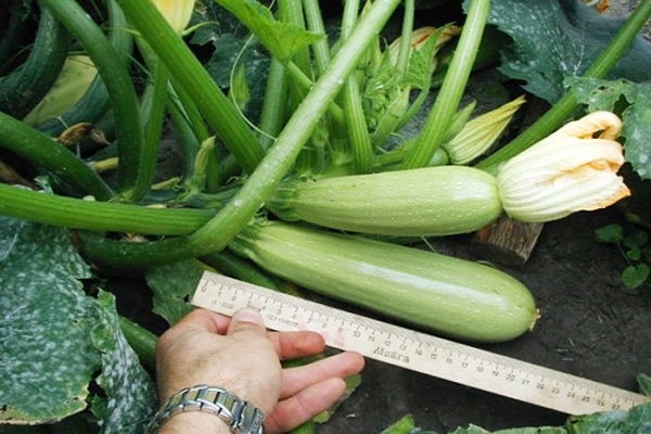 Pilz Zucchini